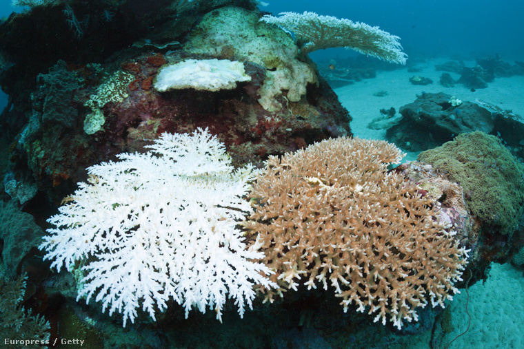A korallfehéredés Nyugat-Pápuában is megjelent